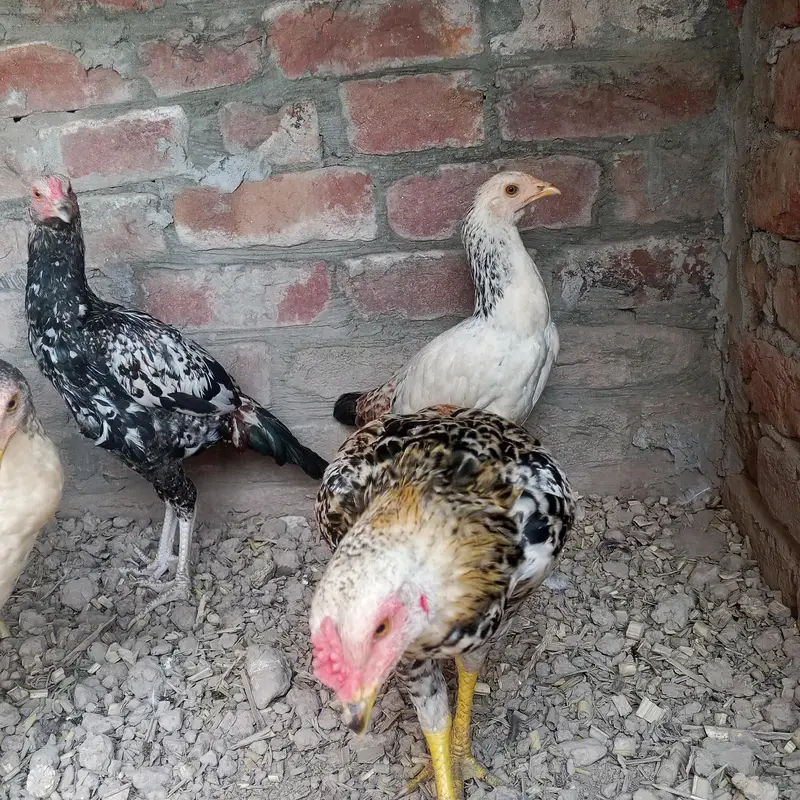 Sindhi aseel 6 pieces — photo 12