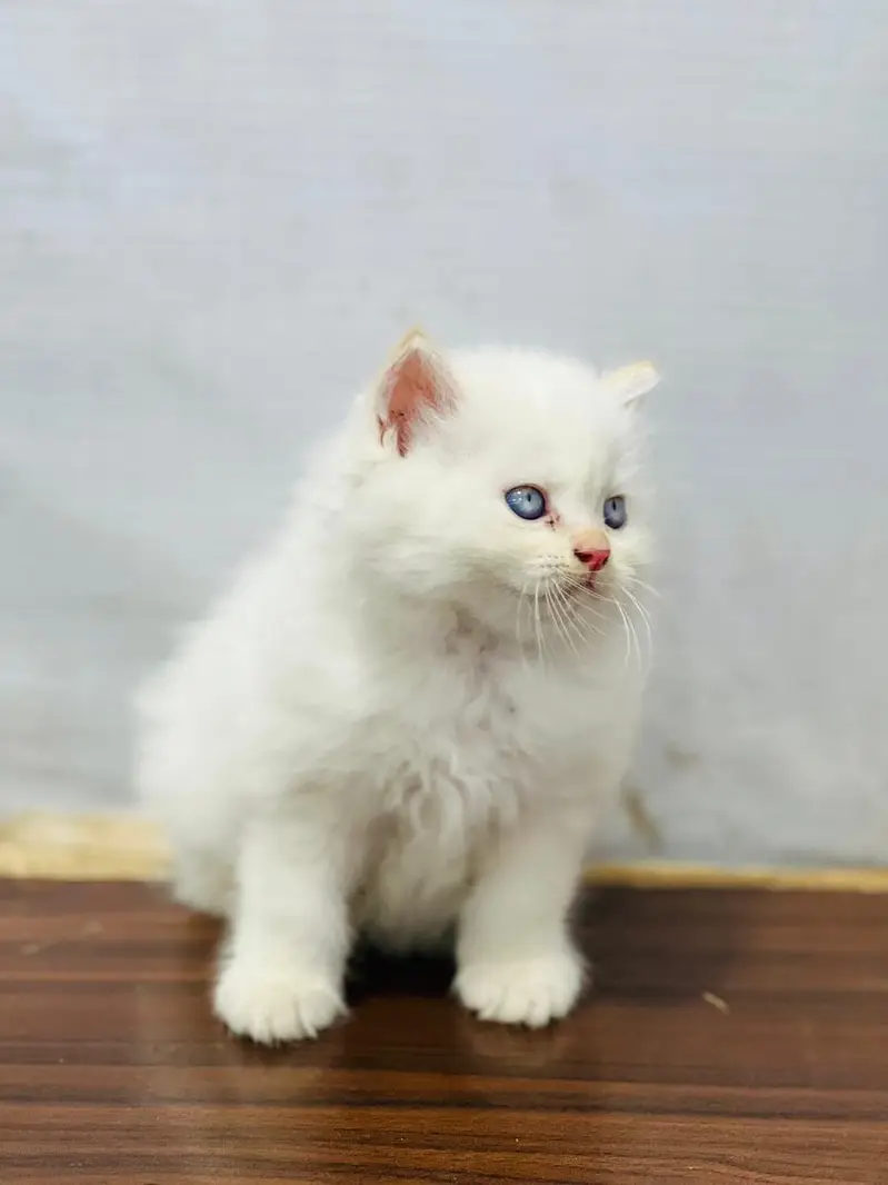 Cash on delivery Persian hmalyn British punch kitten — photo 3