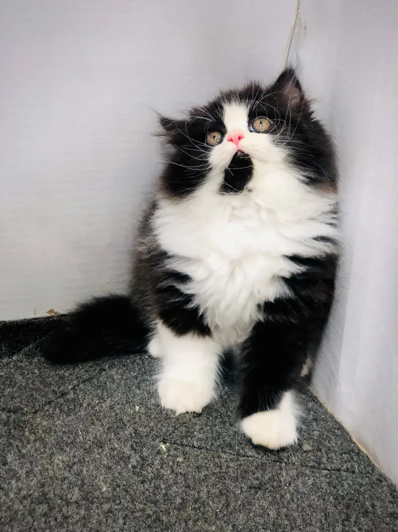 Cash on delivery Persian hmalyn British punch kitten — photo 9