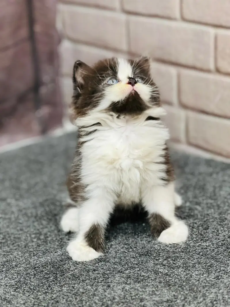 Cash on delivery Persian hmalyn British punch kitten — photo 11