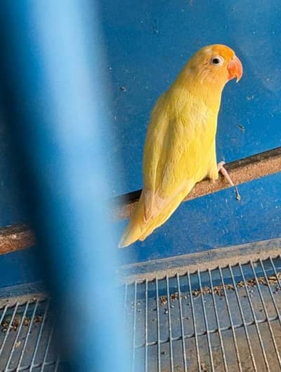 Love bird