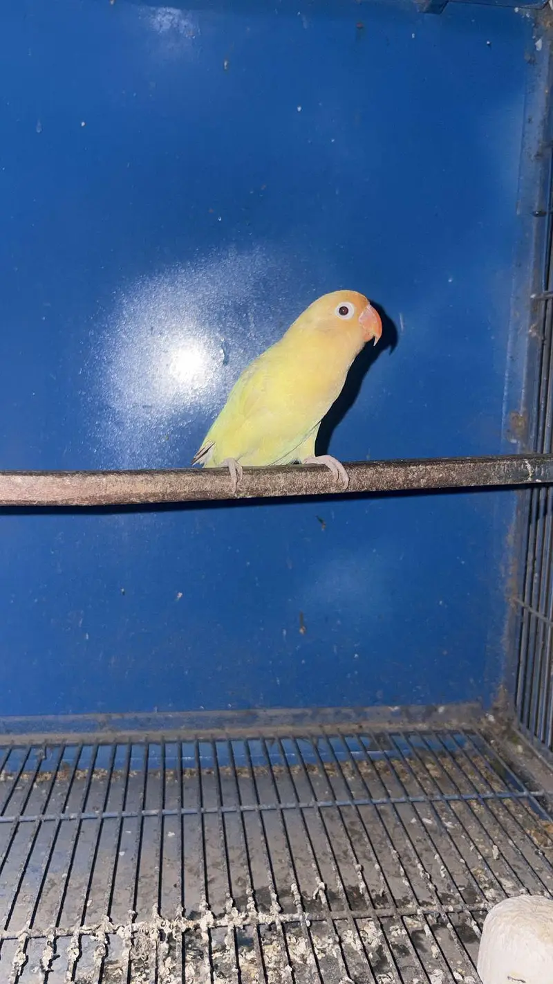 Love bird — photo 2