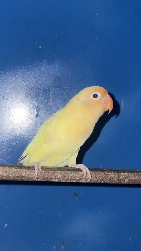 Love bird — photo 3