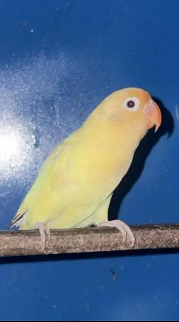 Love bird — photo 4