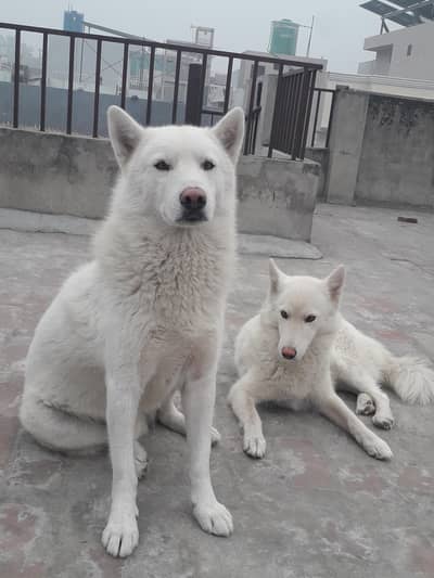 White Siberian Huskies