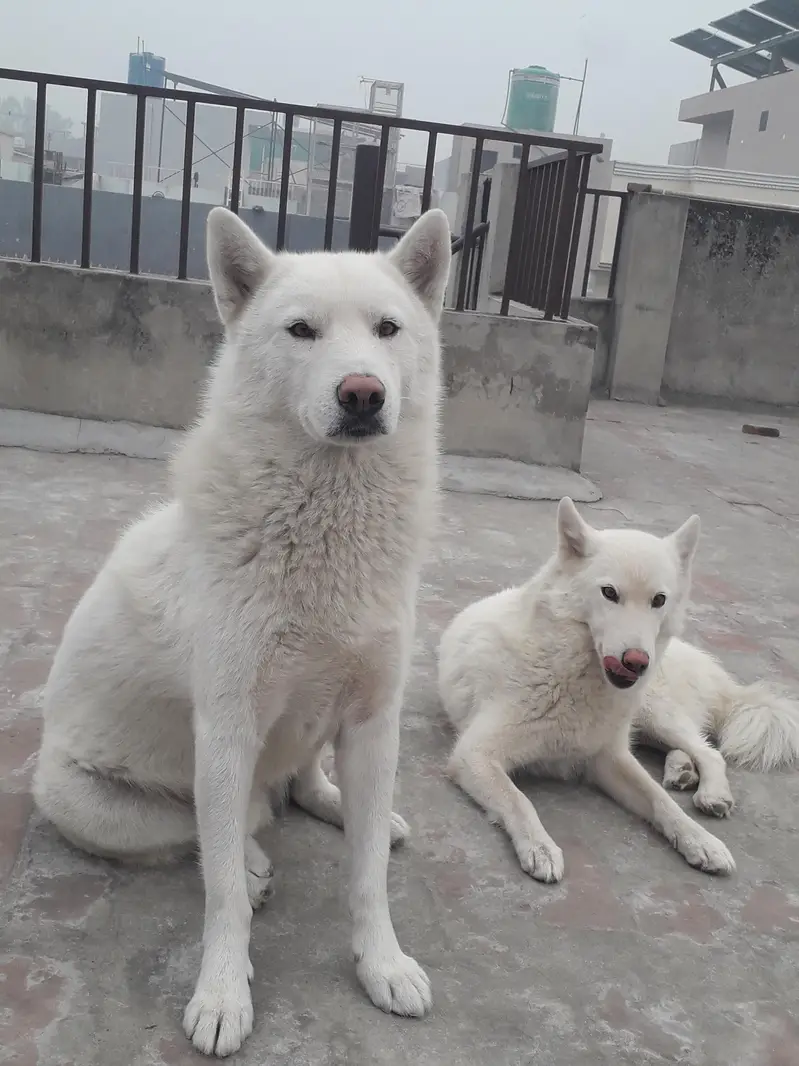 White Siberian Huskies — photo 2