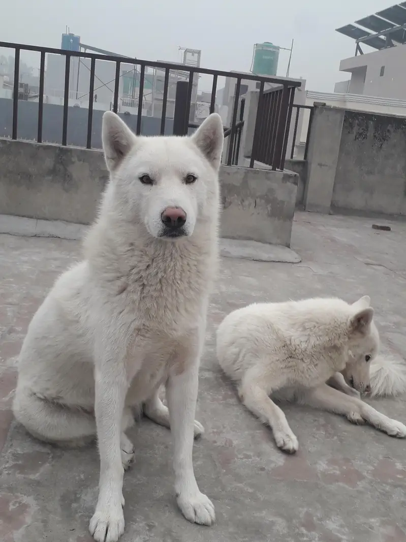 White Siberian Huskies — photo 3