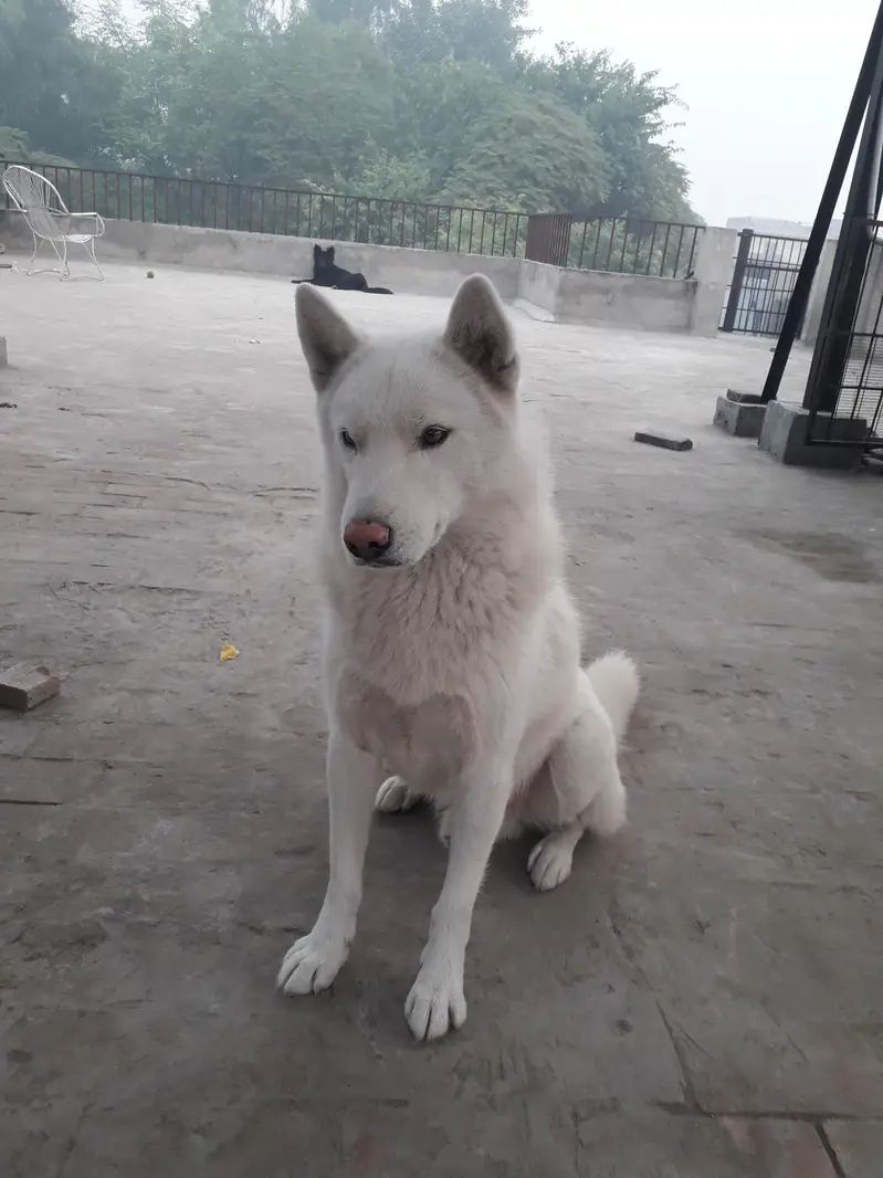 White Siberian Huskies — photo 4