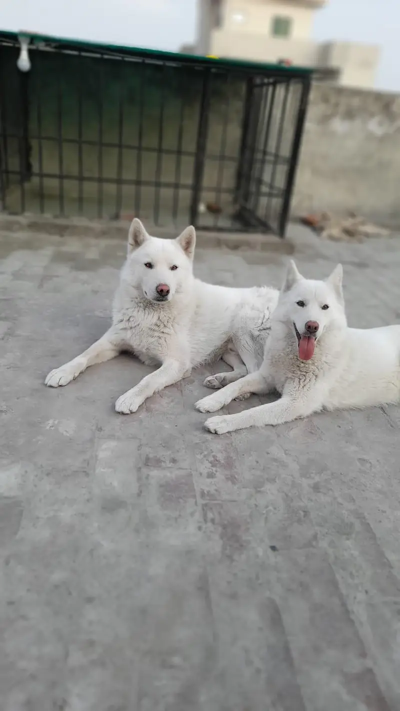 White Siberian Huskies — photo 5