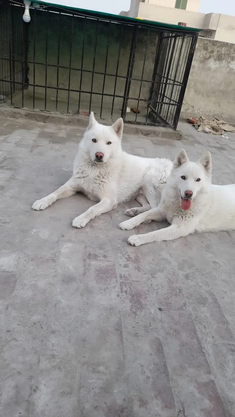 White Siberian Huskies — photo 6
