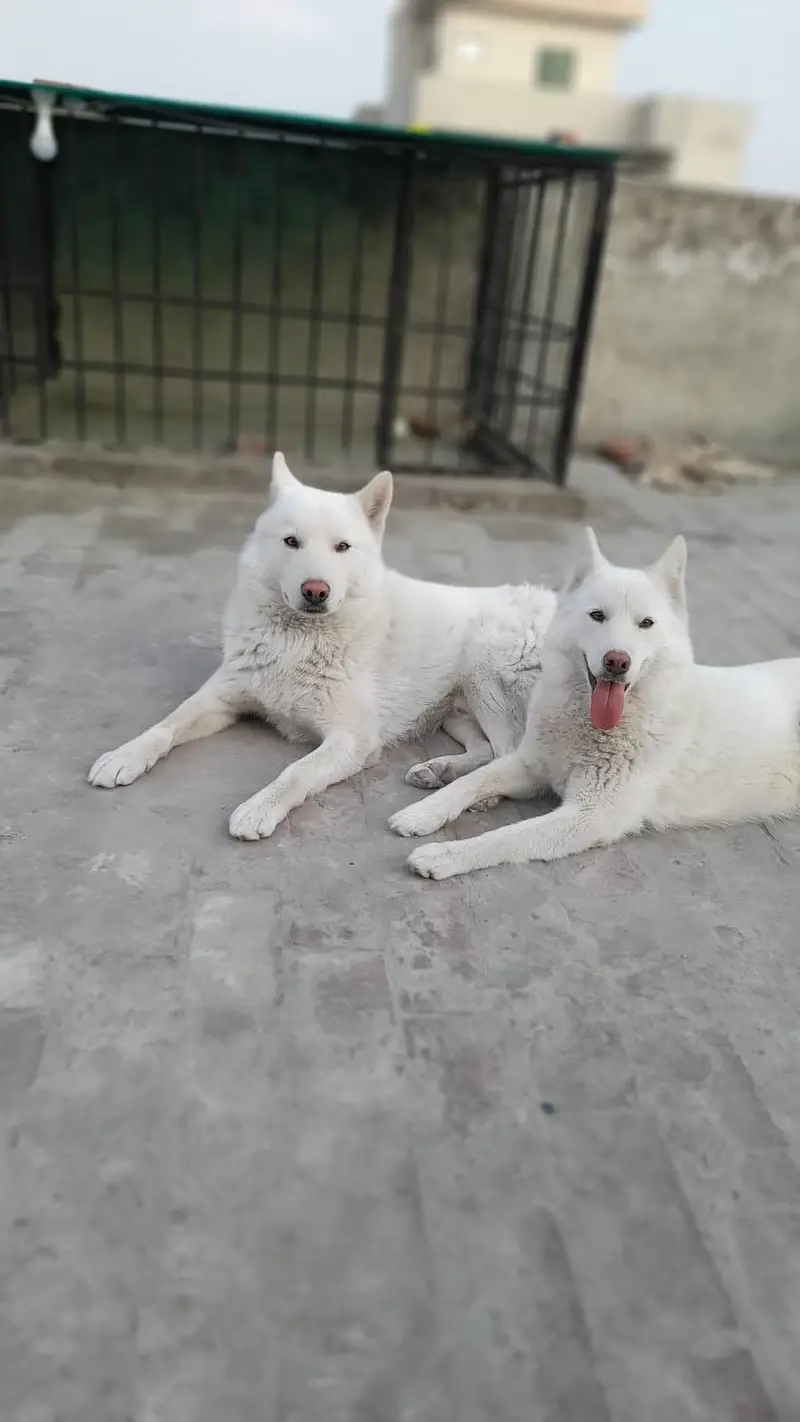 White Siberian Huskies — photo 8