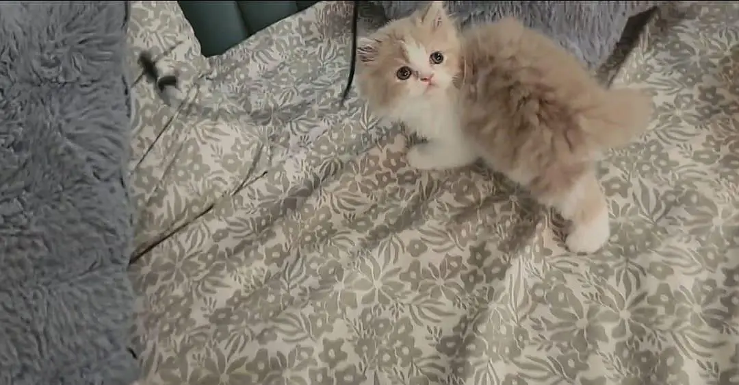 Cash on delivery Persian hmalyn British punch kitten — photo 3