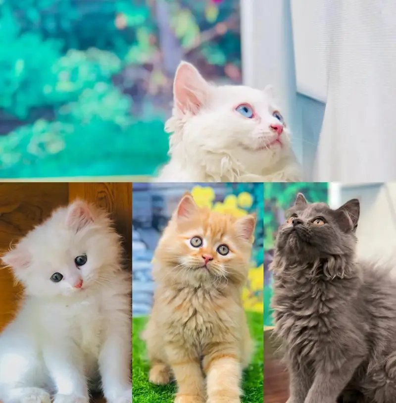 Cash on delivery Persian hmalyn British punch kitten — photo 10