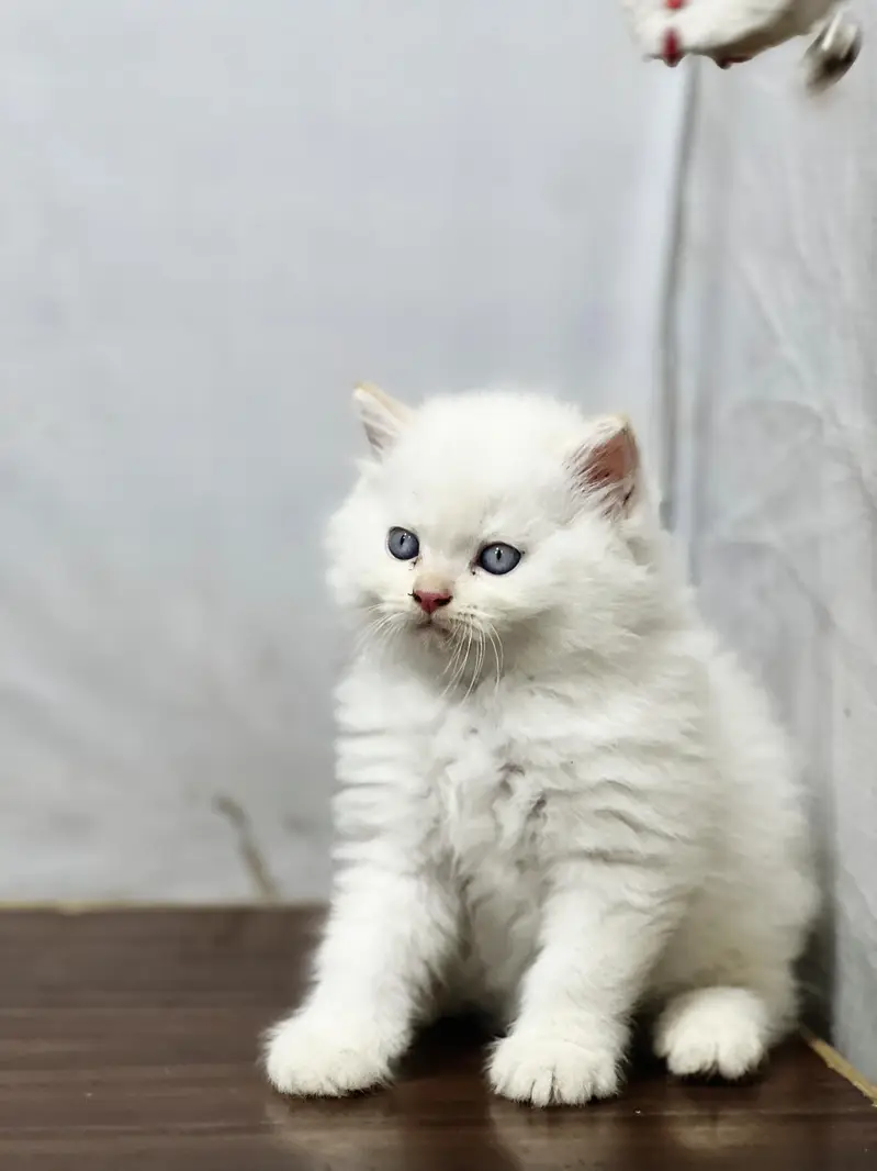 Cash on delivery Persian hmalyn British punch kitten — photo 11
