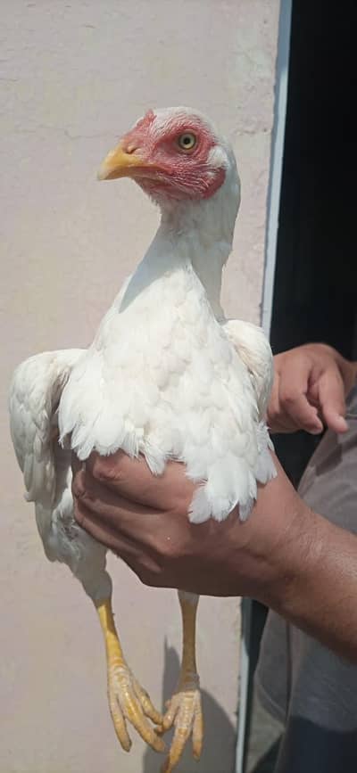 Heera Madi