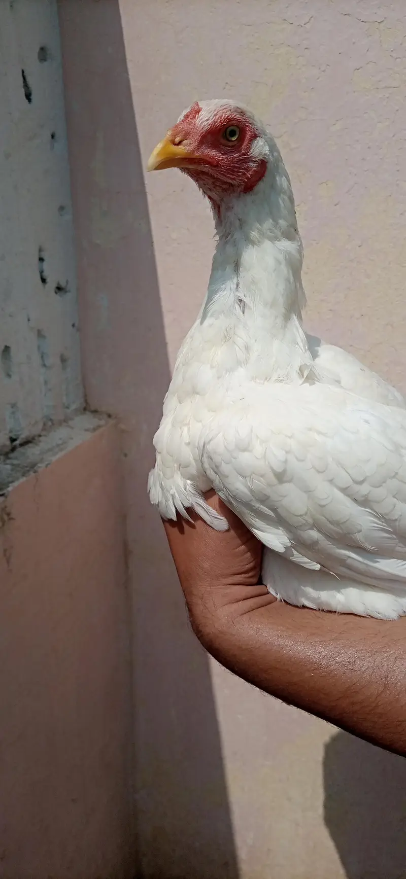 Heera Madi — photo 2