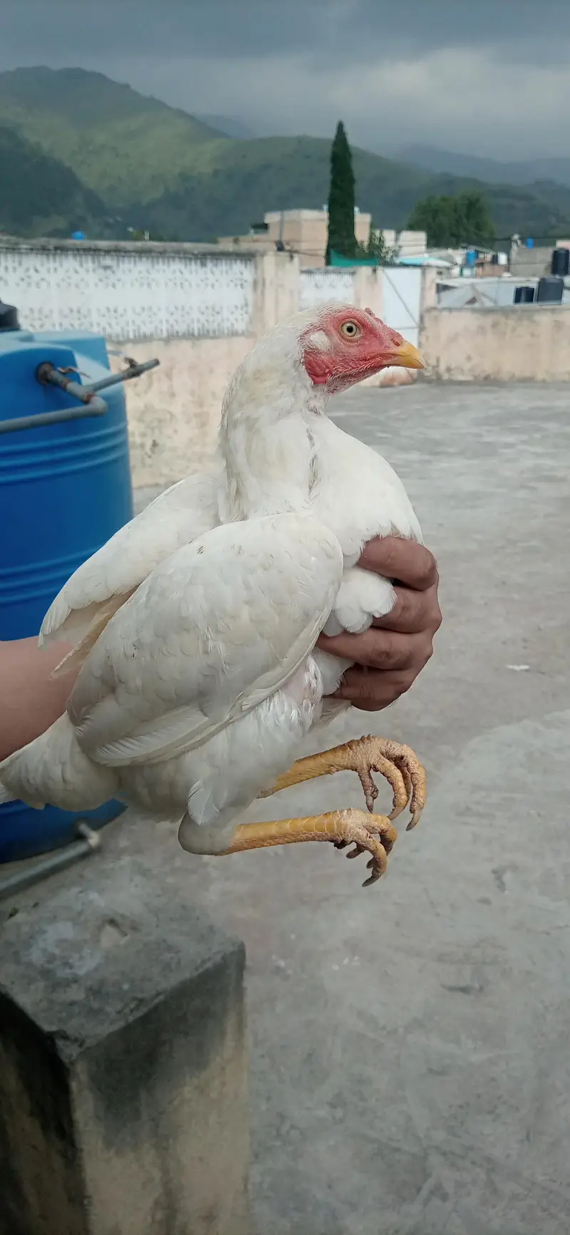 Heera Madi — photo 4