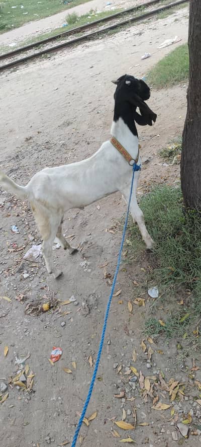 bakra
