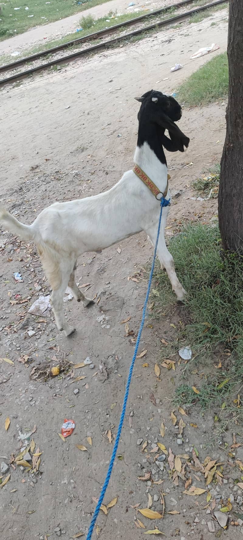bakra 0