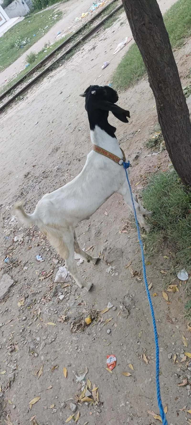 bakra — photo 3
