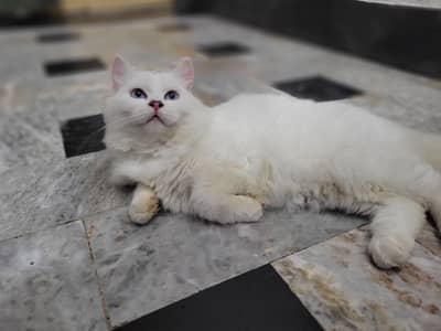 pair of cat heathy and active