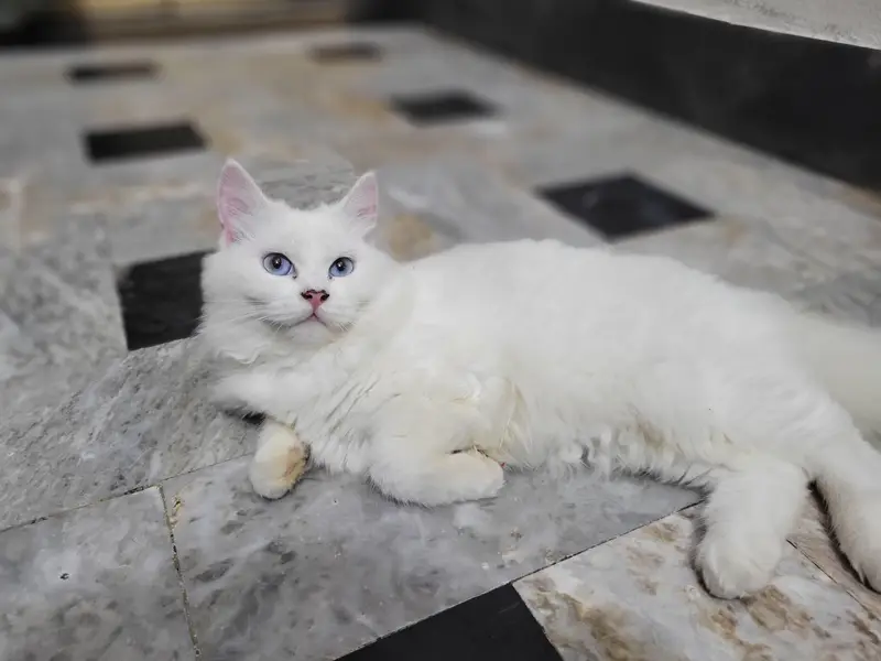 pair of cat heathy and active — photo 2