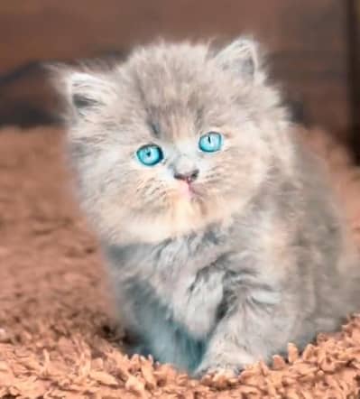 Persian cat 2 month age female only WhatsApp number 03013564719