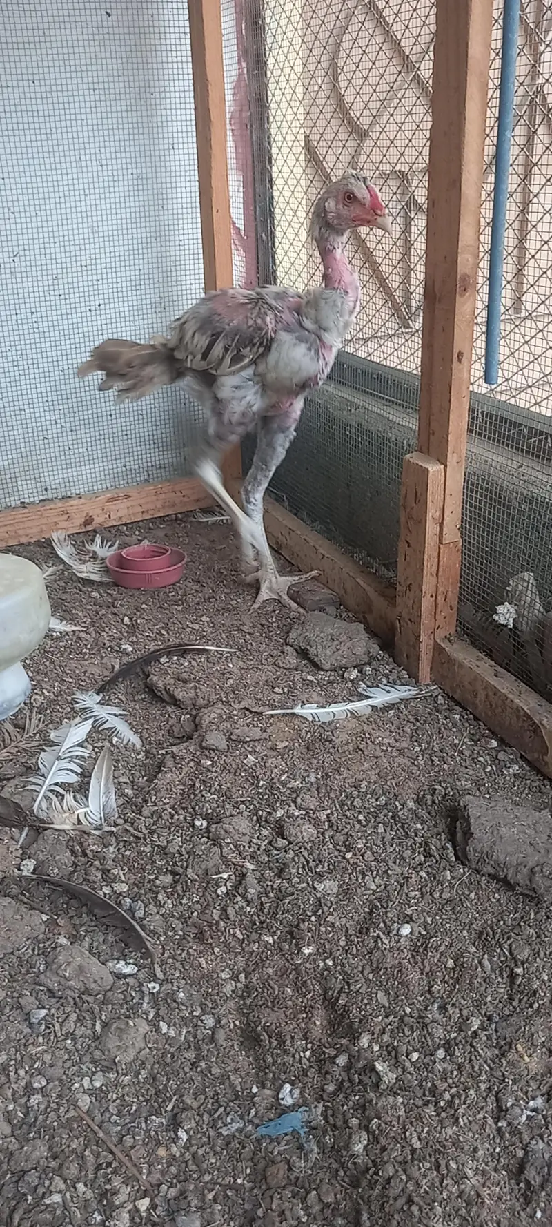heera aseel male — photo 2