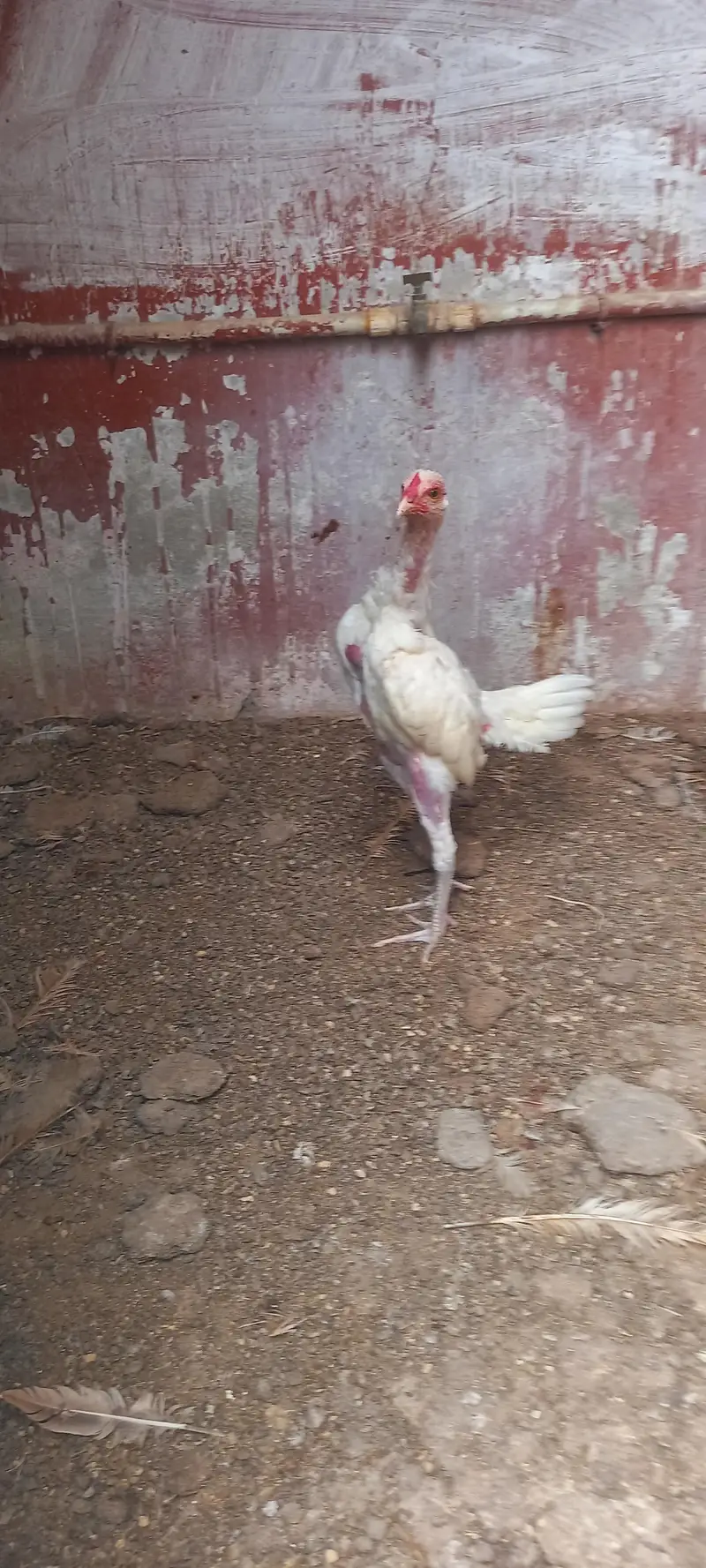 heera aseel male — photo 3