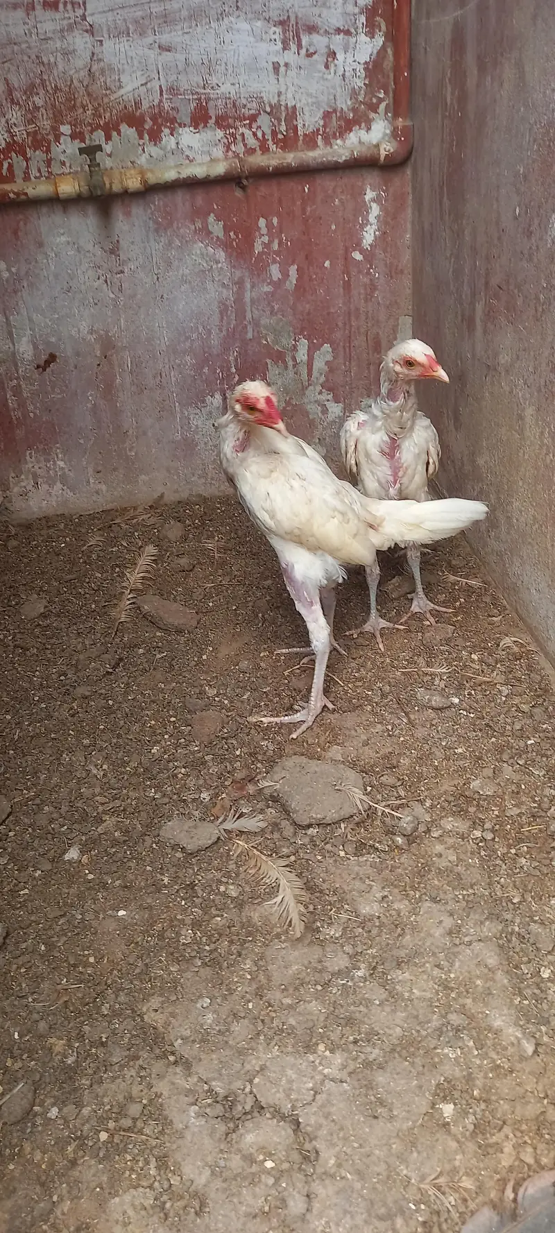 heera aseel male — photo 5