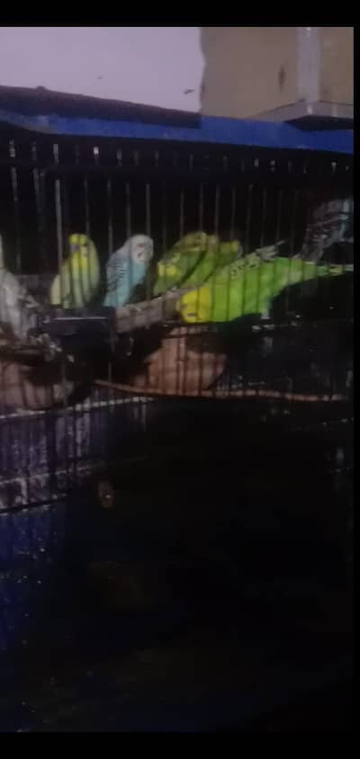 parrot