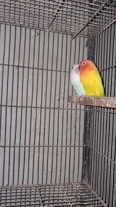 Lovebird pair