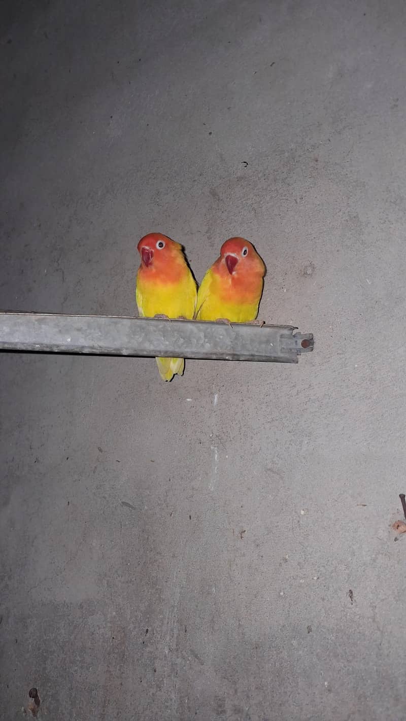 Lovebird pair 1