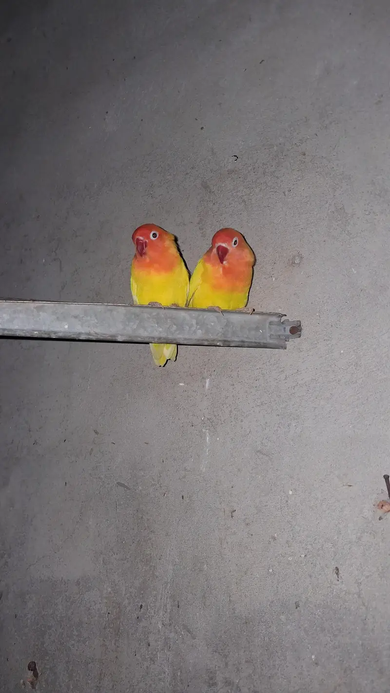 Lovebird pair — photo 2