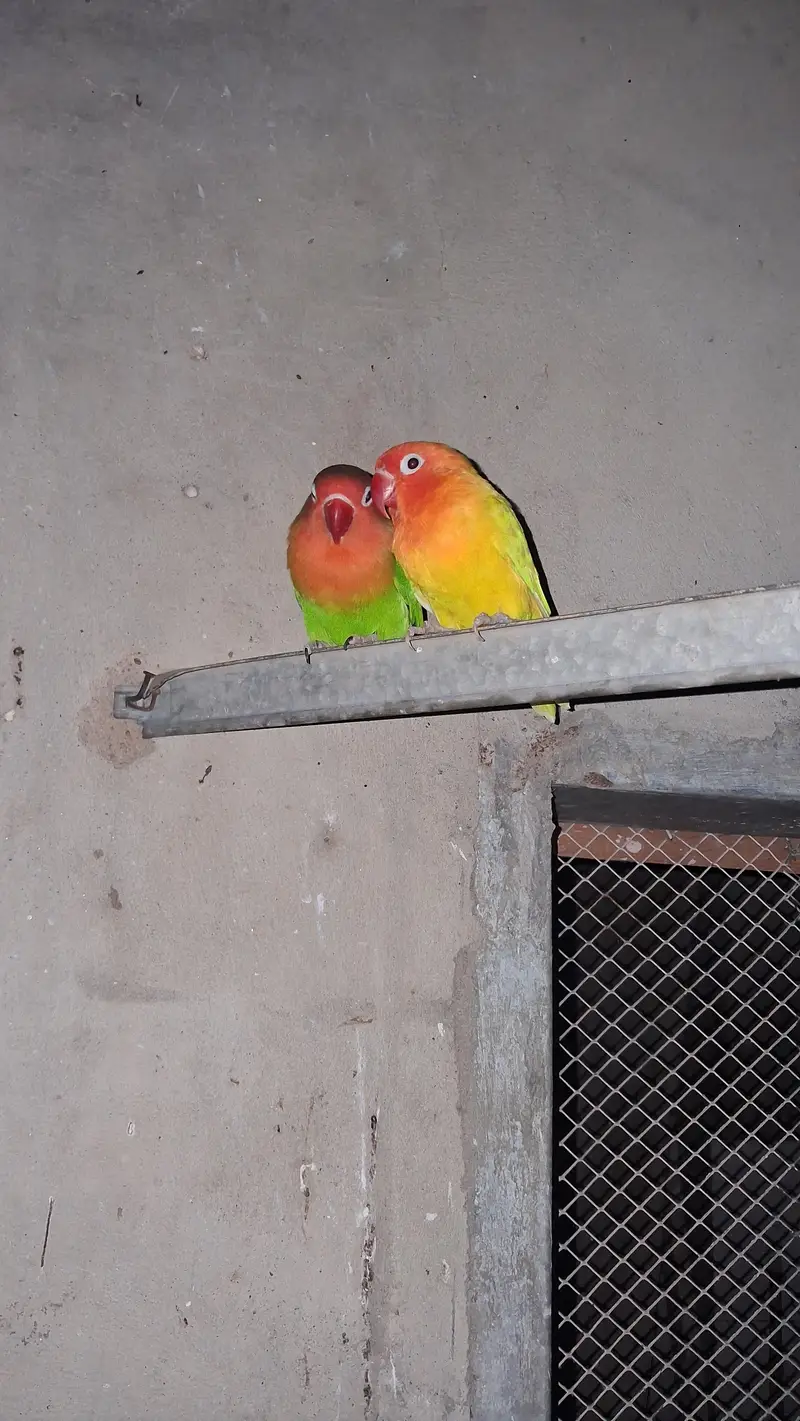 Lovebird pair — photo 3