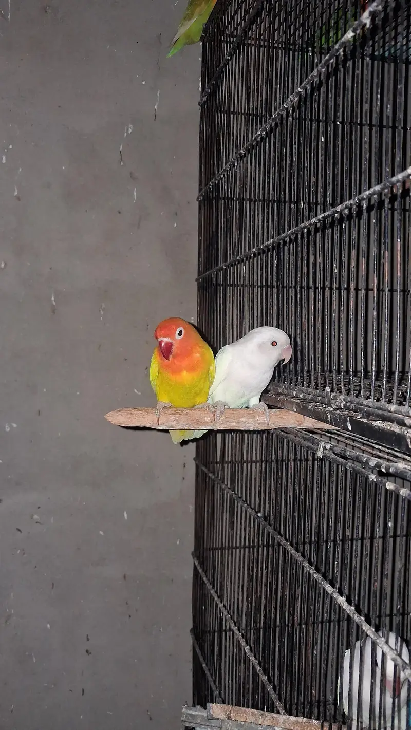 Lovebird pair — photo 4