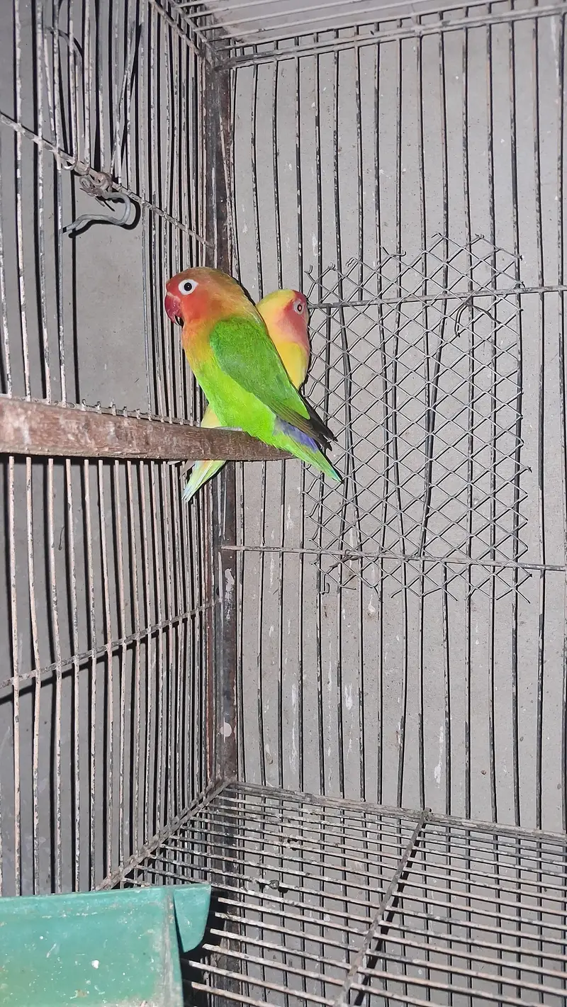 Lovebird pair — photo 5