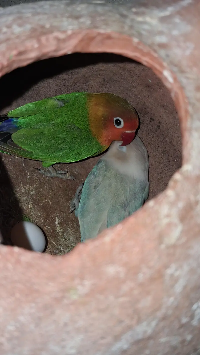 Lovebird pair — photo 6