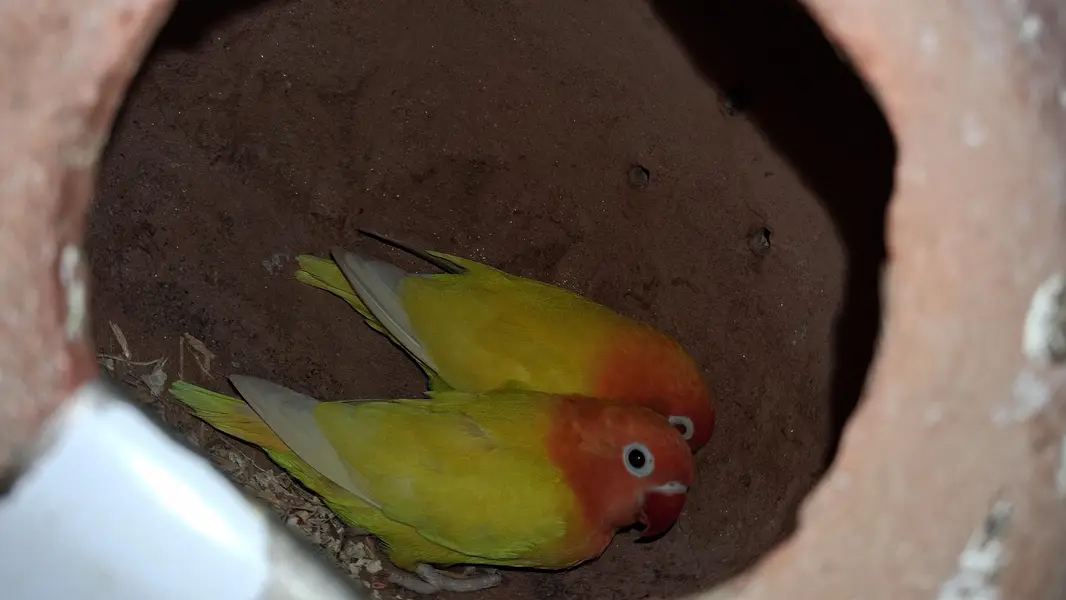 Lovebird pair — photo 7