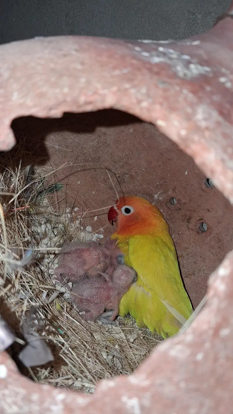 Lovebird pair — photo 8