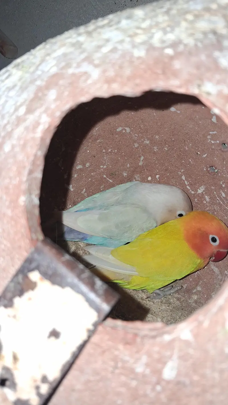 Lovebird pair — photo 9