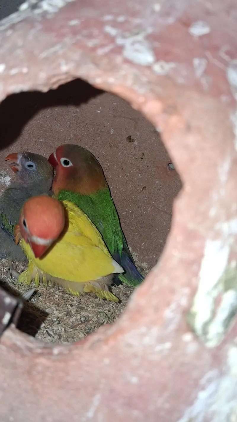 Lovebird pair — photo 10