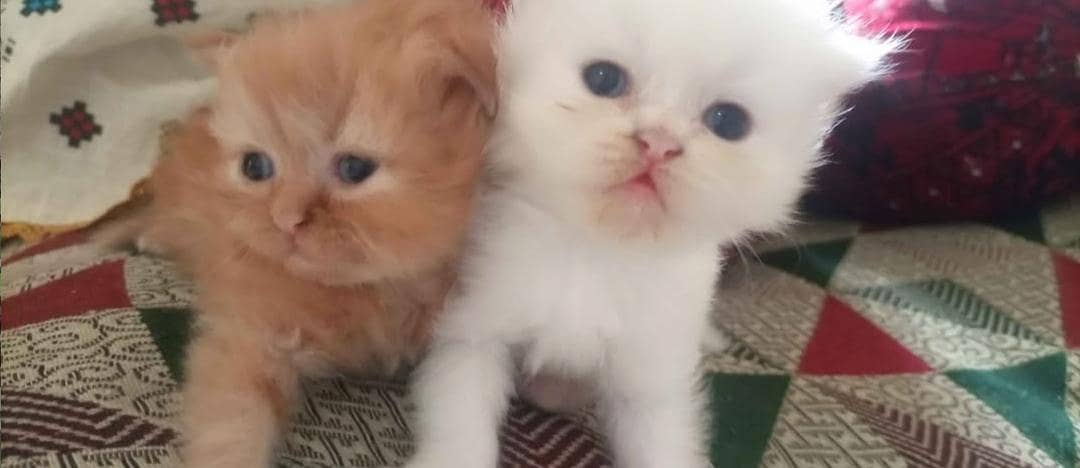 Cats  1
