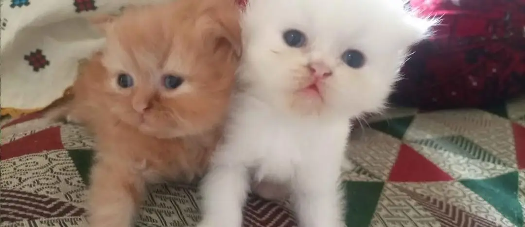 Cats  — photo 2