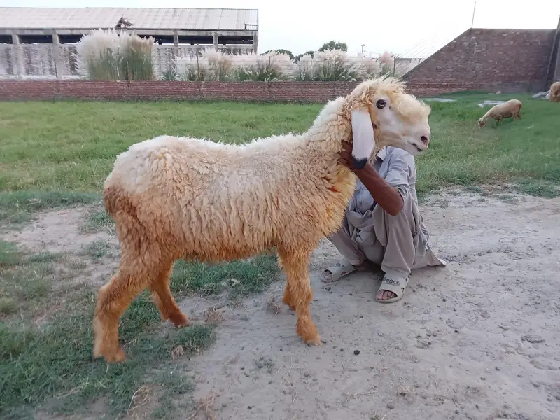 2 bheray ma beti — photo 2