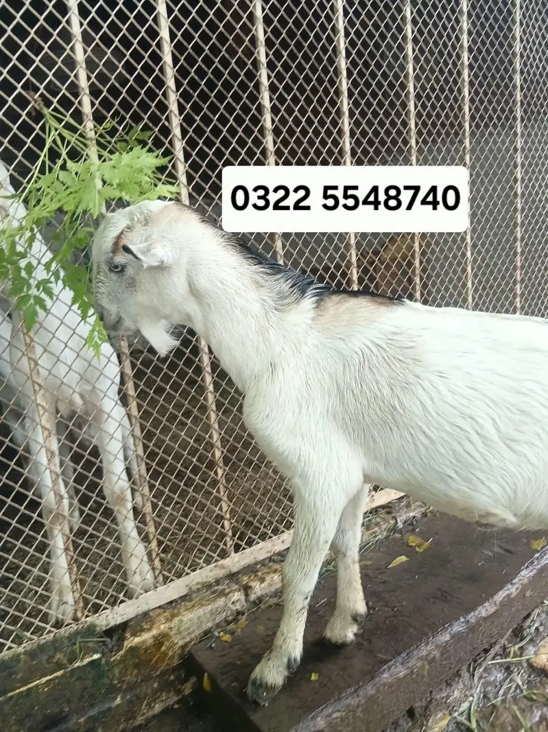 tedday male