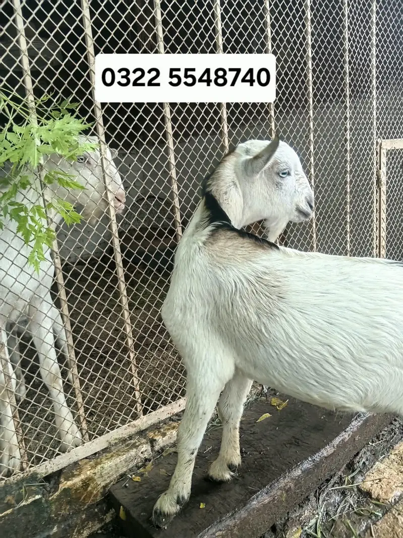 tedday male — photo 2