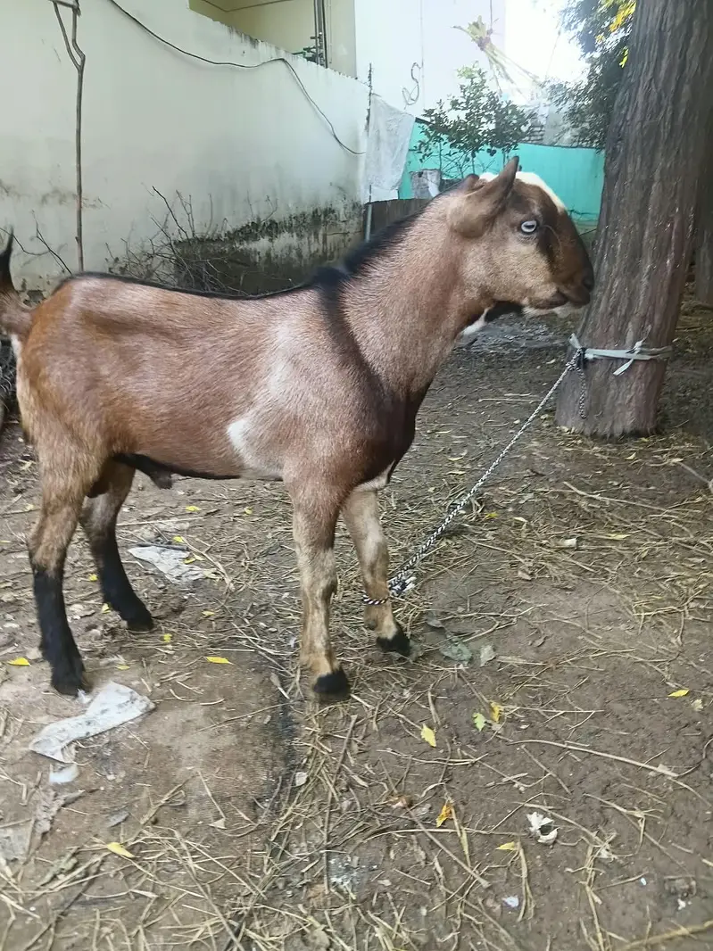 tedday male — photo 4