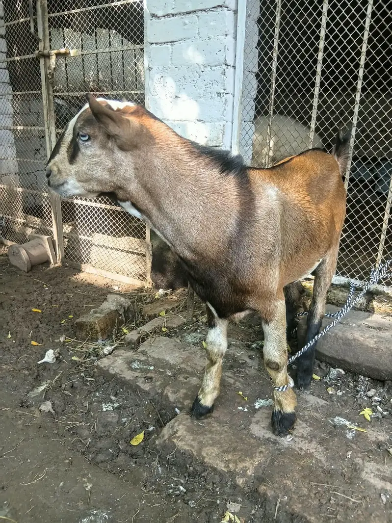 tedday male — photo 5
