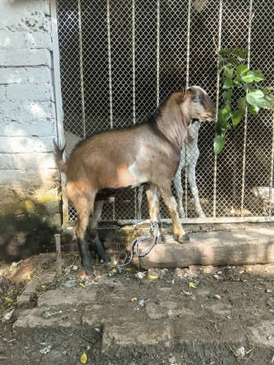 tedday male